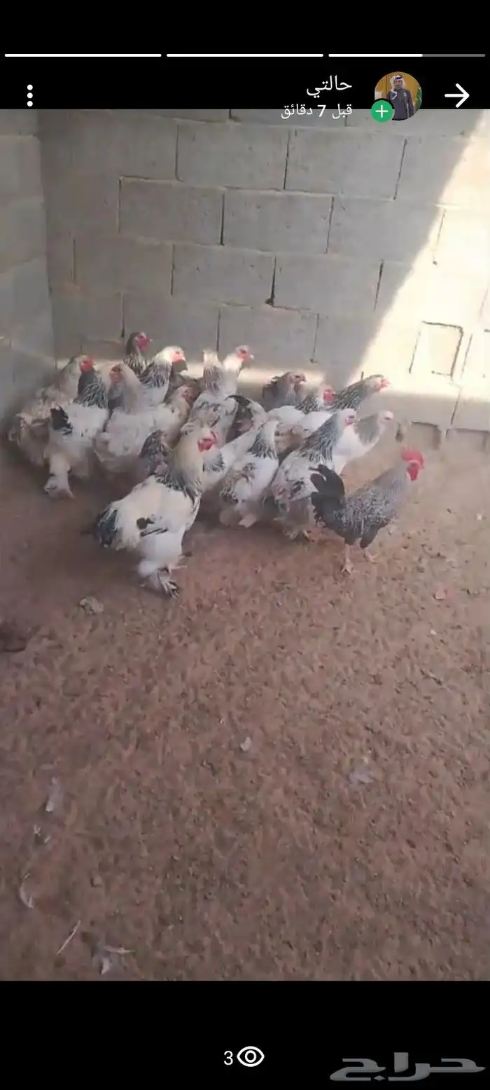 دجاج برهماء للبيع 2
