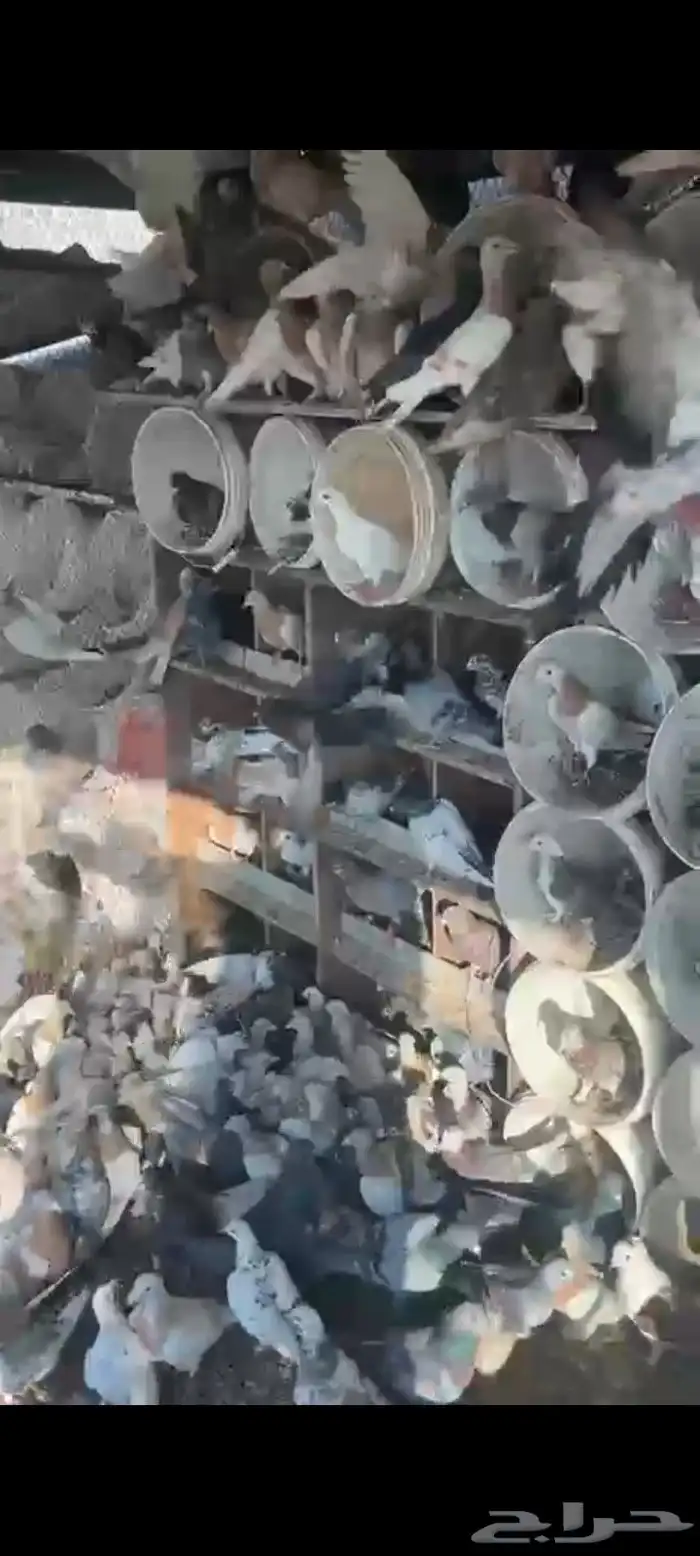 حمام للبيع 0