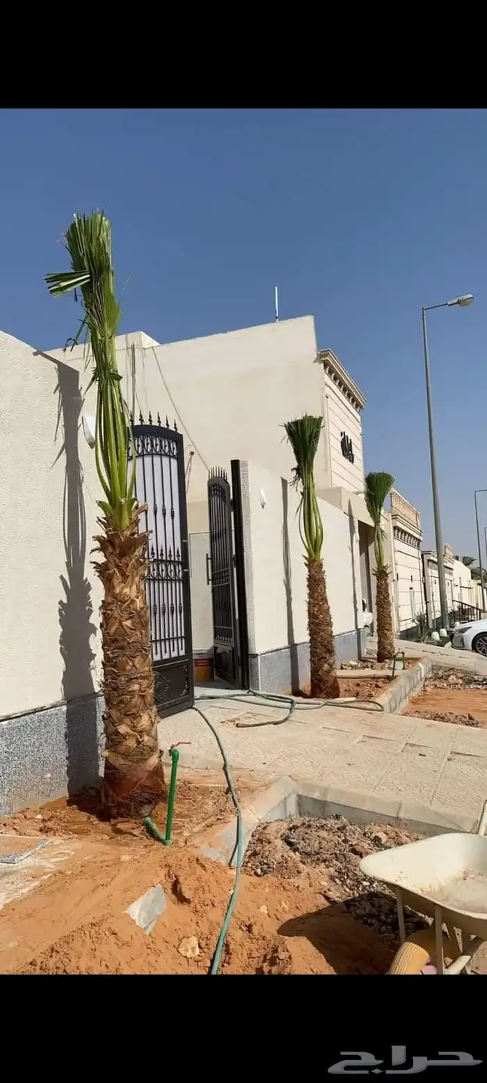 للبيع نقايل فسائل جثايث سكس برحي صقعي مجدوله هلالي واشنطن 2