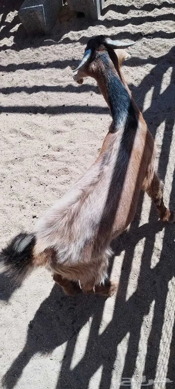 ذبايح السعد وأبشر بالسعد 8