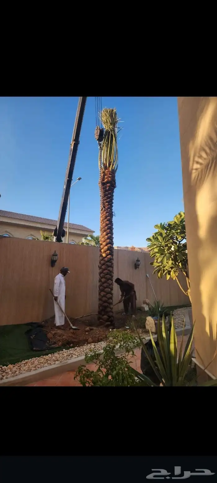 نخل مثمر فاخر نخل واشنطني زينه خلاص سكري هلالي ونانه مجدول 7