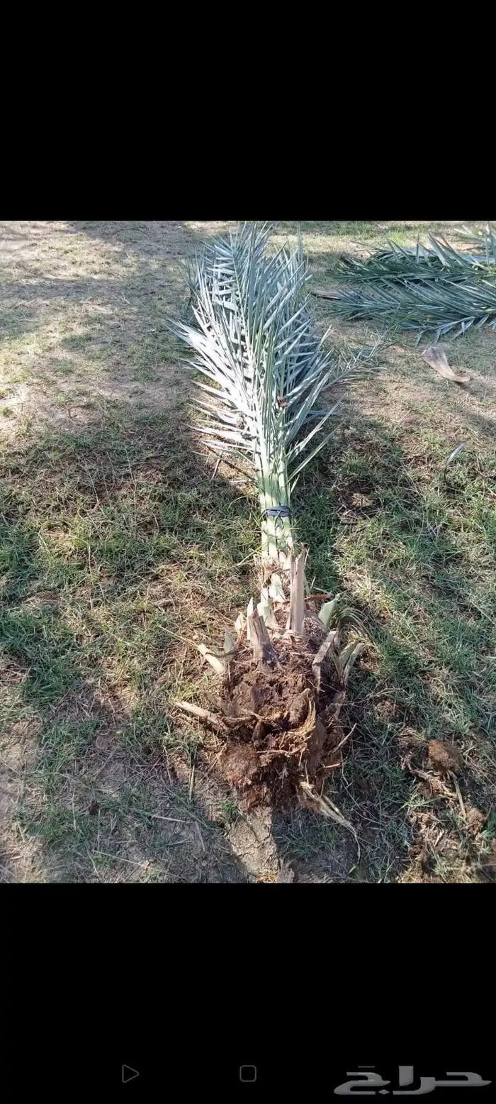 فصايل تمر متلبن موجود في وادي رهاط 1