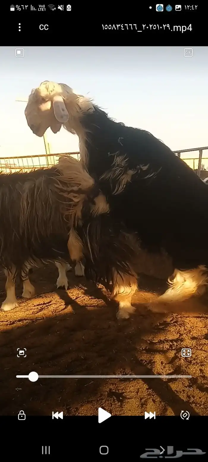 فحل نجدي صنف العمر 8 شهور معرف شرط النسف 2