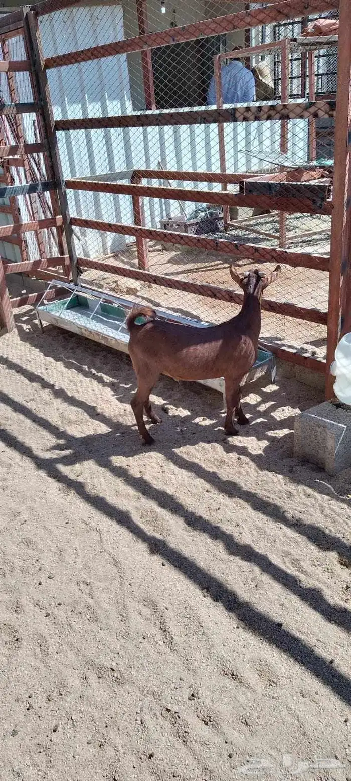 ذبايح السعد وأبشر بالسعد 7