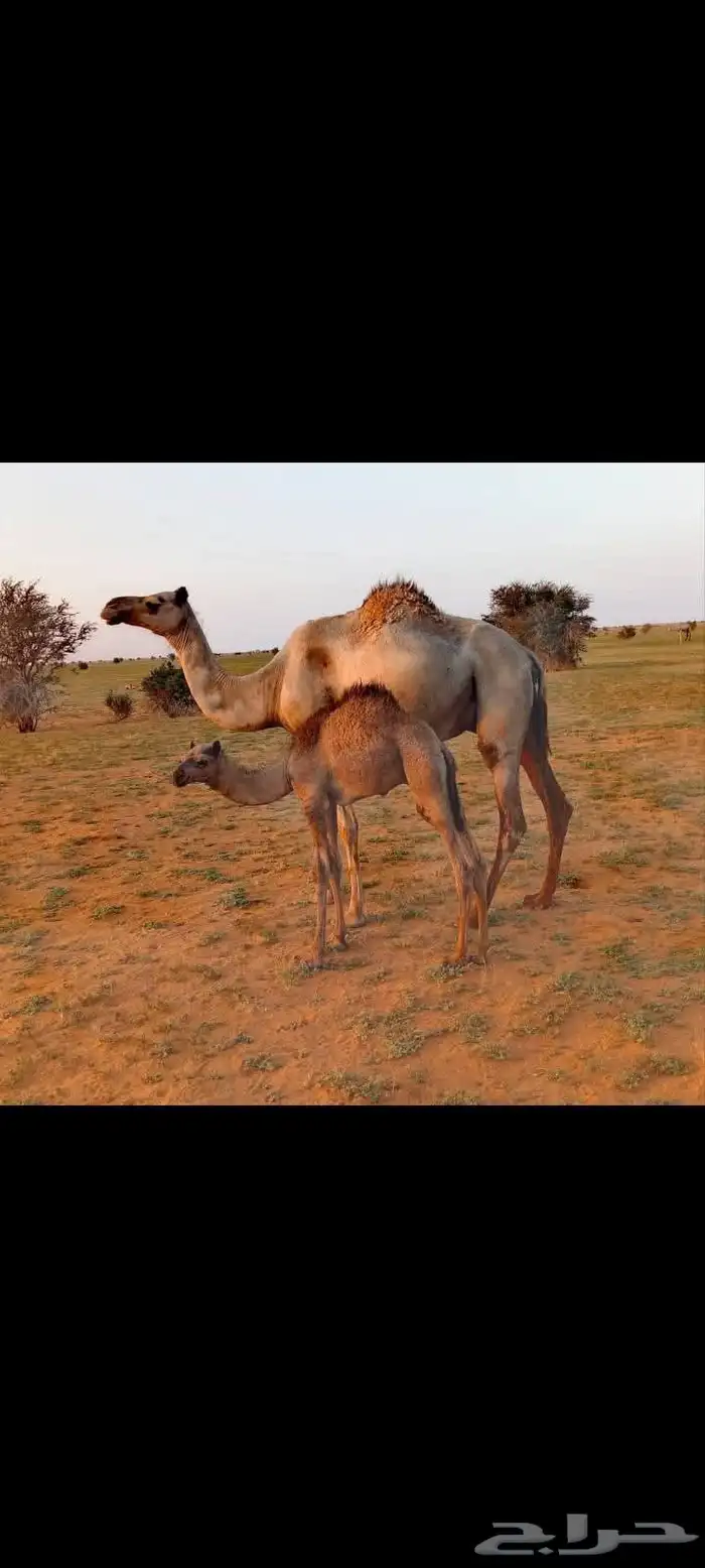 راعي ابل سوداني 0