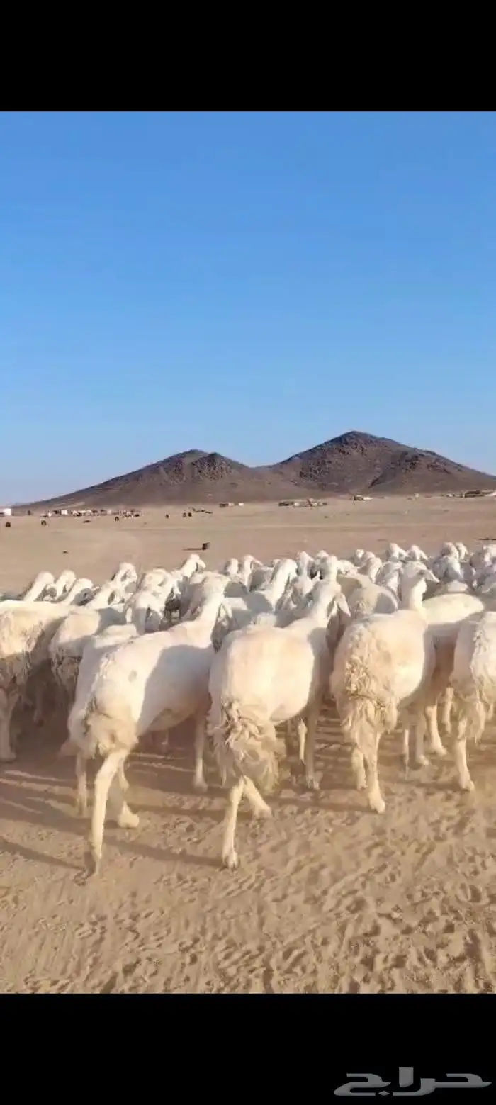 خلفات حرش 50 تحتها 50 ماخذه جميع التحصينات فيها 25 ثنيه رباع 4