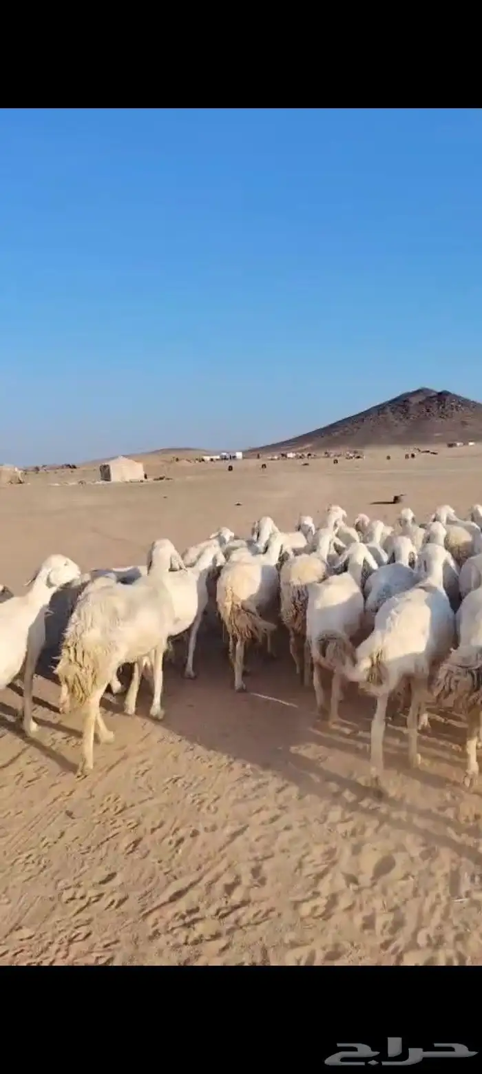 خلفات حرش 50 تحتها 50 ماخذه جميع التحصينات فيها 25 ثنيه رباع 1