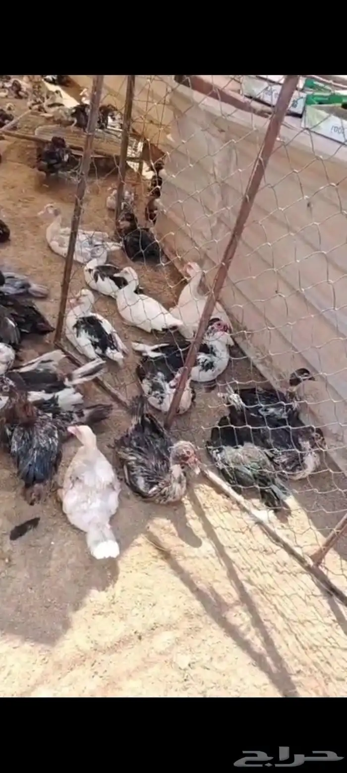 بط مصري بح الحبه ب30 ريال جمله ذكور وإناث 2