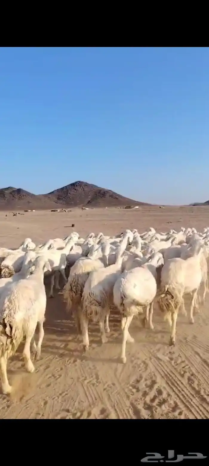 خلفات حرش 50 تحتها 50 ماخذه جميع التحصينات فيها 25 ثنيه رباع 0