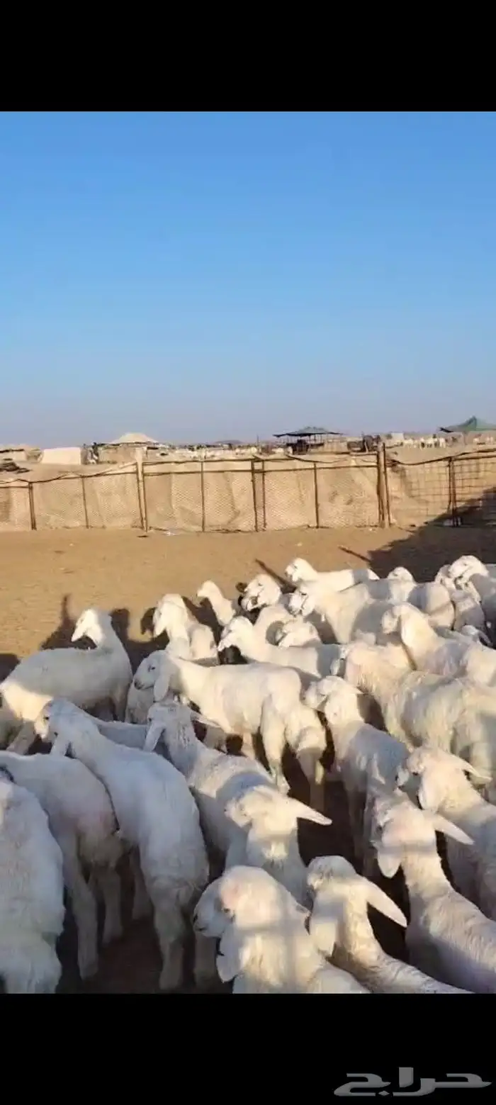 خلفات حرش 50 تحتها 50 ماخذه جميع التحصينات فيها 25 ثنيه رباع 3