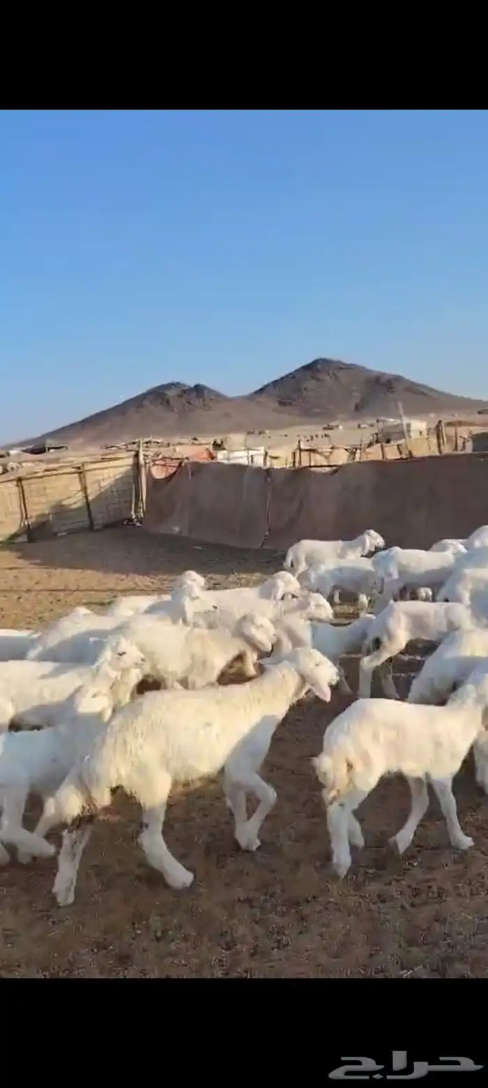 خلفات حرش 50 تحتها 50 ماخذه جميع التحصينات فيها 25 ثنيه رباع 2