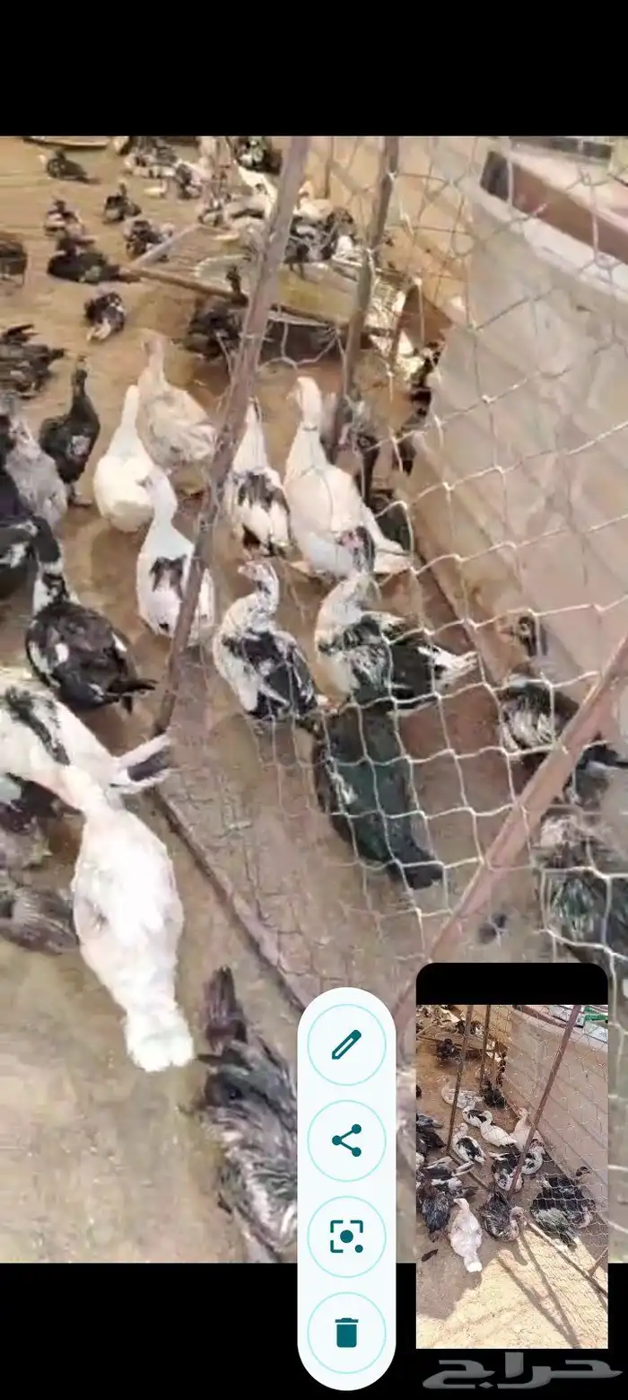 بط مصري بح الحبه ب30 ريال جمله ذكور وإناث 3