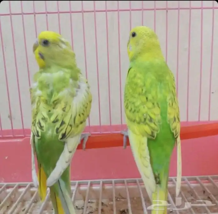 للببع طيور الحب مع ملحقاته 120 0