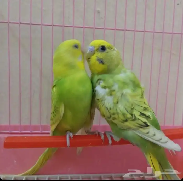 للببع طيور الحب مع ملحقاته 120 1