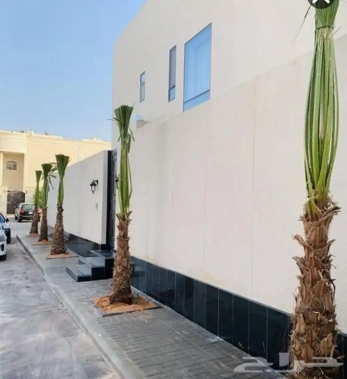 نخل مثمر فاخر نخل واشنطني زينه خلاص سكري هلالي ونانه مجدول 8