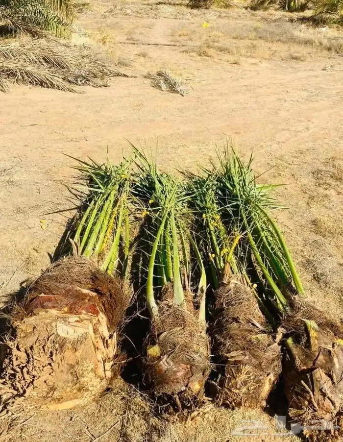 نخل للبيع متواجد في سبات العلي خميس مشيط المظيليف 3