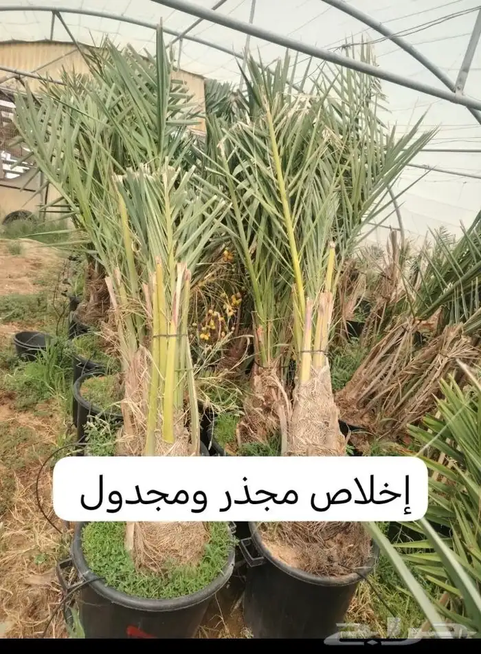 نخل للبيع متواجد في سبات العلي خميس مشيط المظيليف 4