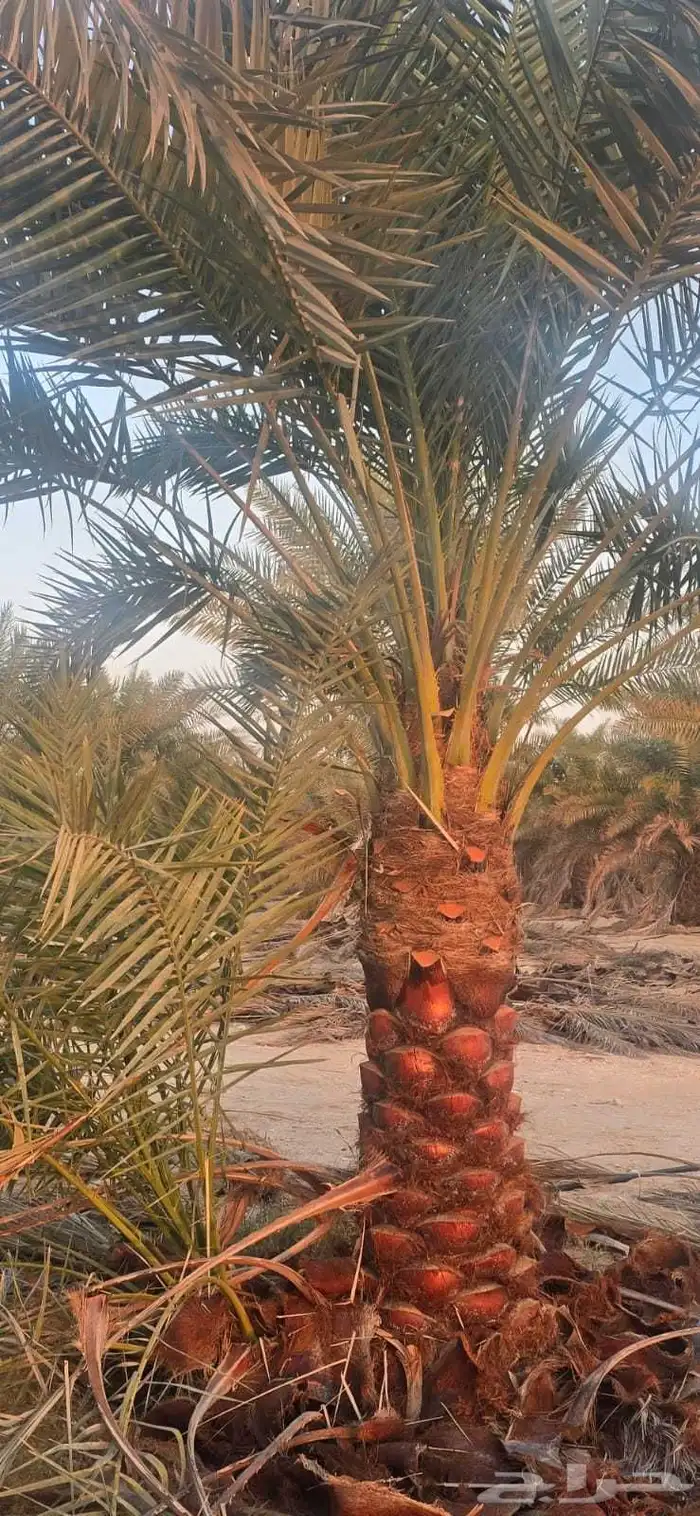 يوجود لدينا نخل عربي وشنطني 1