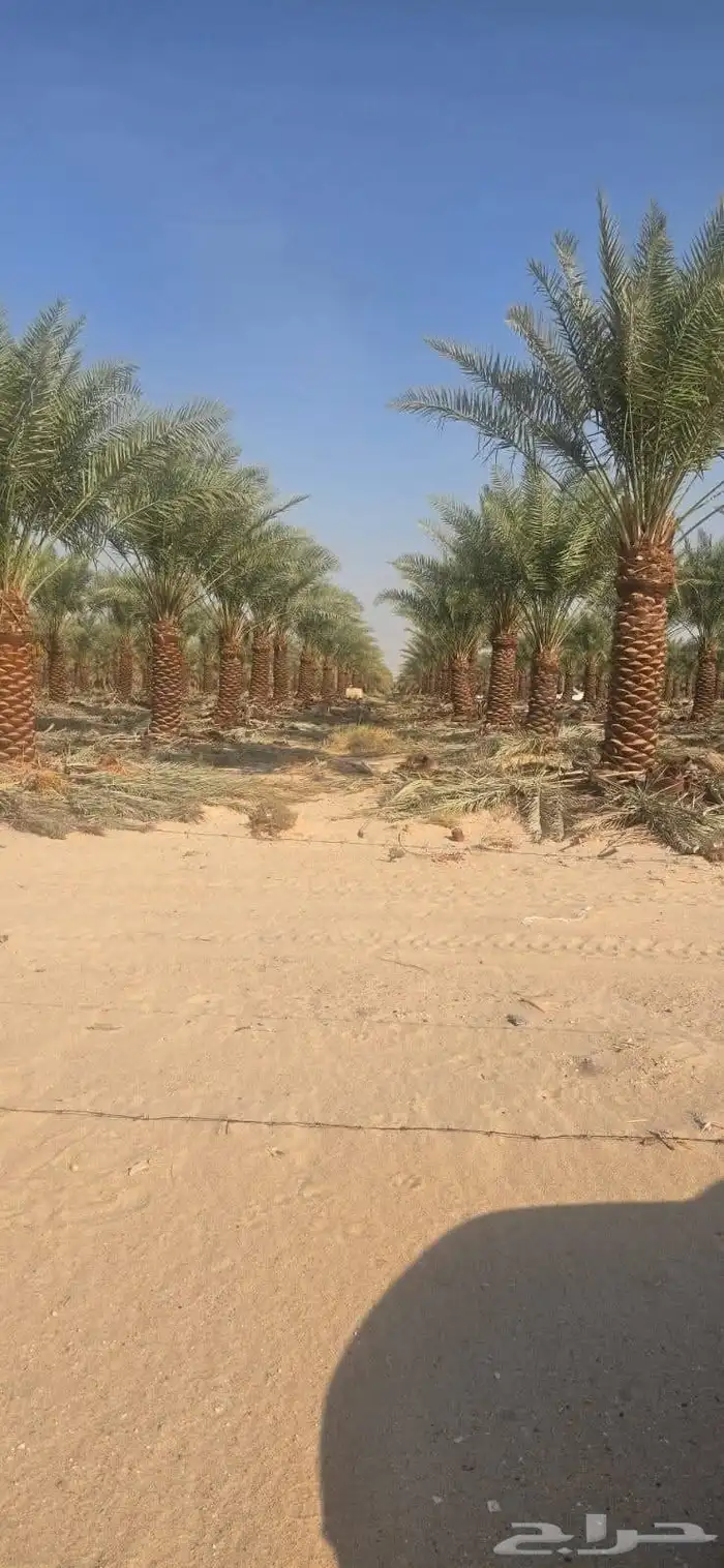 يوجود لدينا نخل عربي وشنطني 0