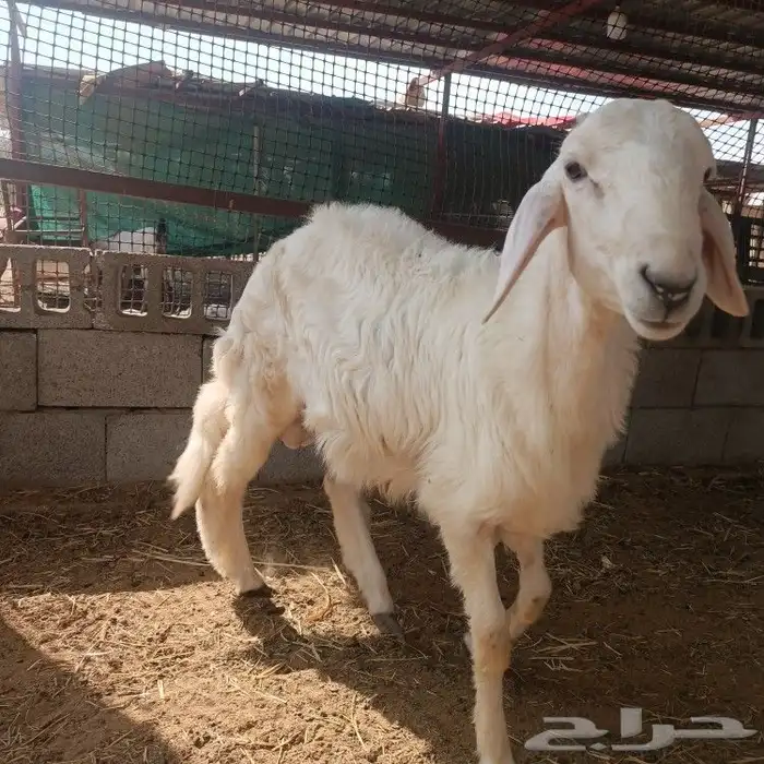 خروف حري جذع 1
