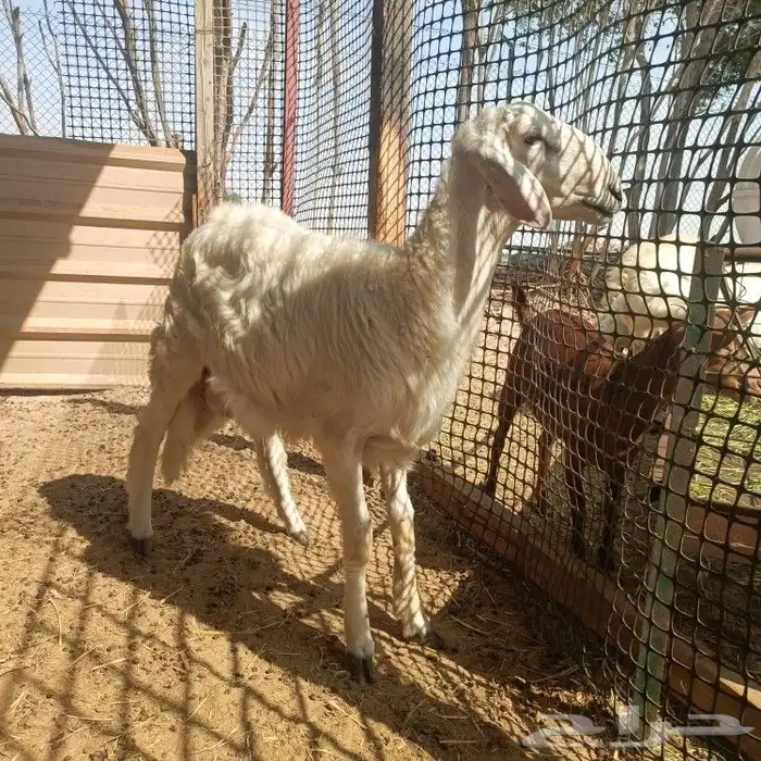 خروف حري جذع 2