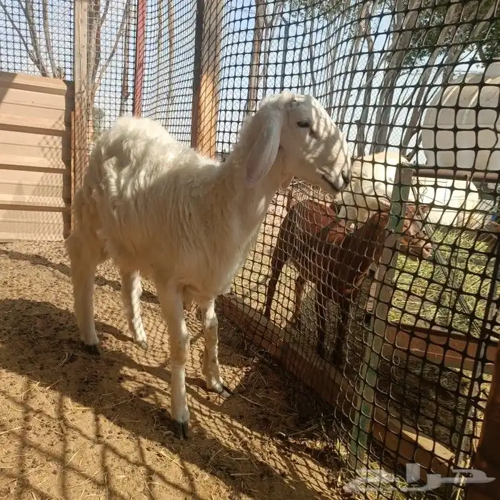 خروف حري جذع 3