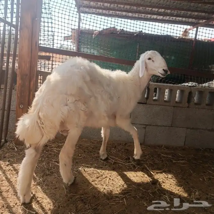 خروف حري جذع 0