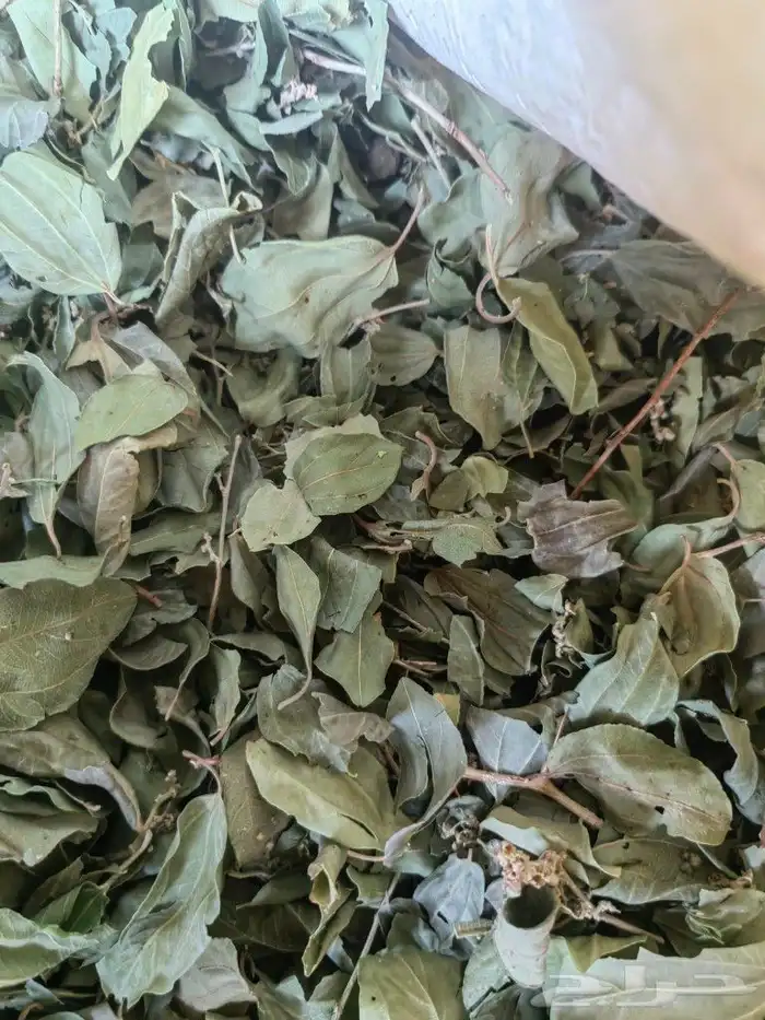 سدر بلدي من مزارعنا في ينبع النخل 2