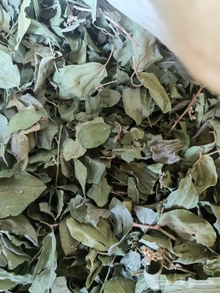 سدر بلدي من مزارعنا في ينبع النخل 0