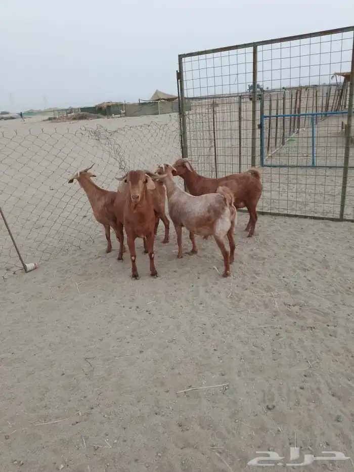 العدد 4 جفار 3 واصله على ولاده وتيس فحل حار 1