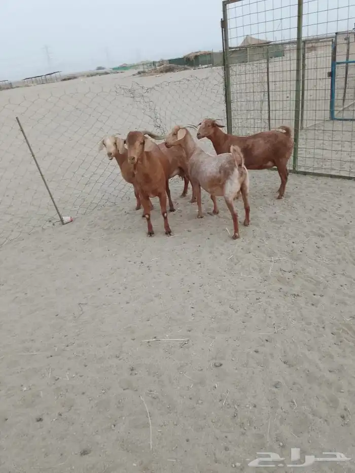 العدد 4 جفار 3 واصله على ولاده وتيس فحل حار 3