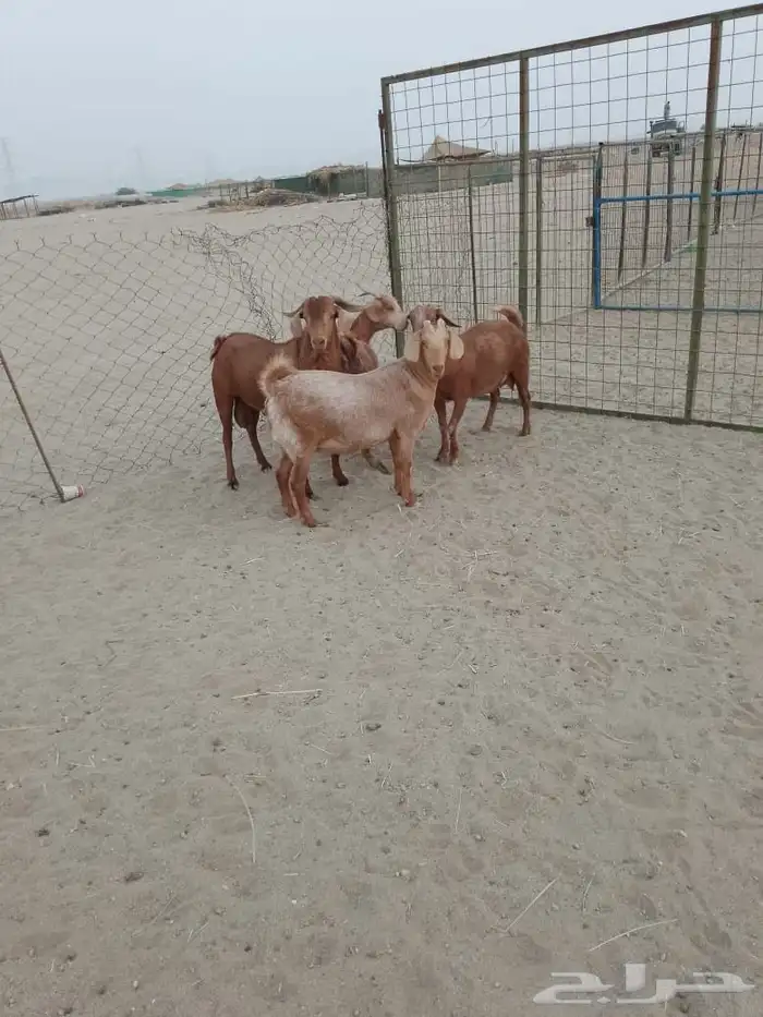 العدد 4 جفار 3 واصله على ولاده وتيس فحل حار 0