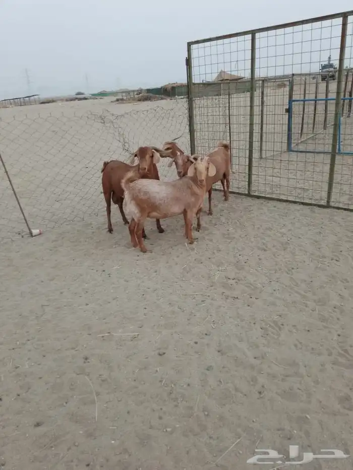 العدد 4 جفار 3 واصله على ولاده وتيس فحل حار 2