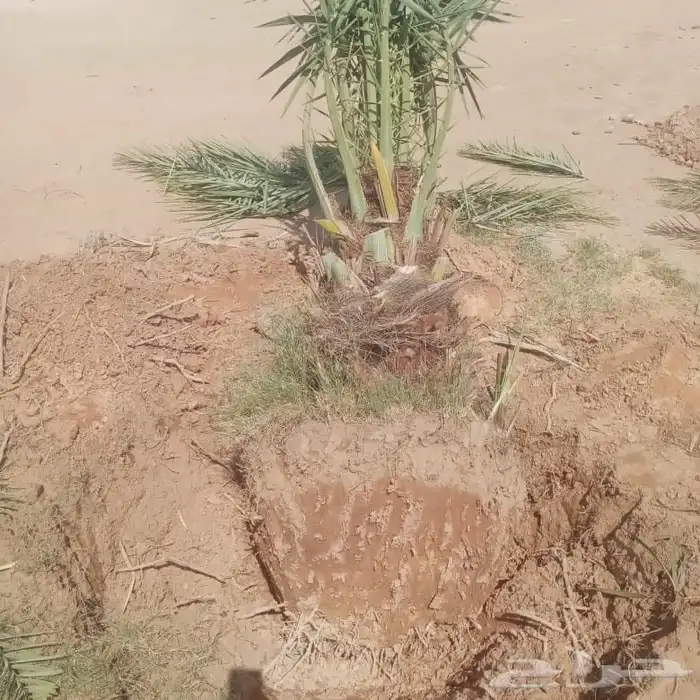 نخل نخيل خلاص برحي سكري شيشي مجدوله عجوه برني هلالي سلاطين 5