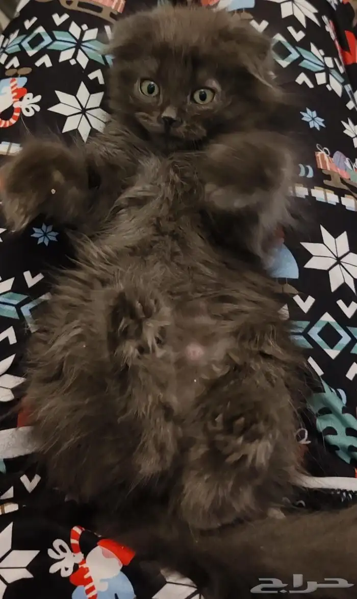 قط سكوتش ذكر للبيع 0