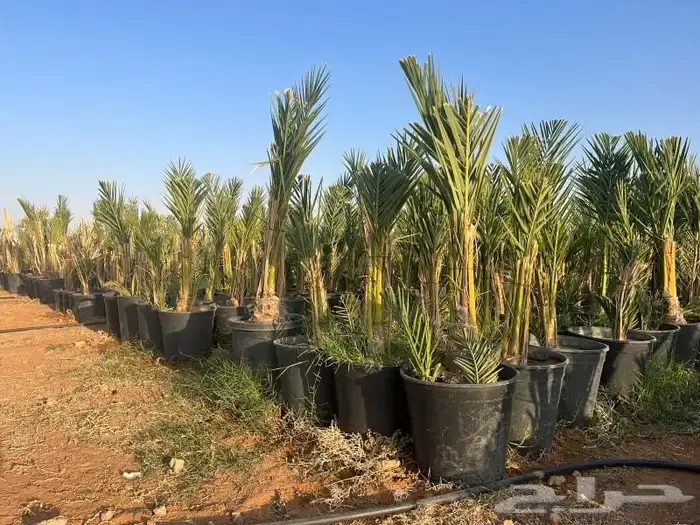 نخل للبيع 1
