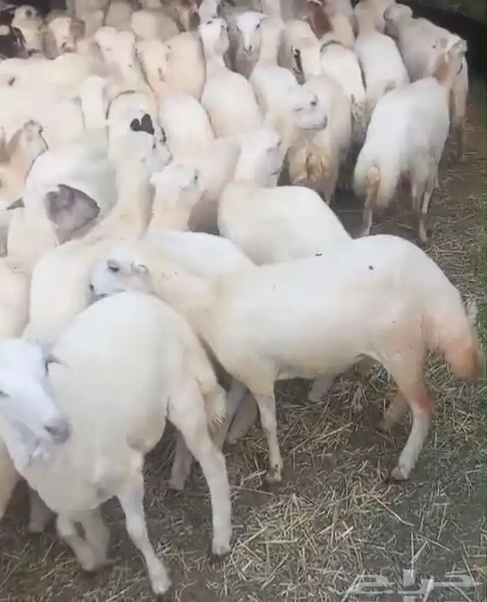 غنم رفيدات رخال 0