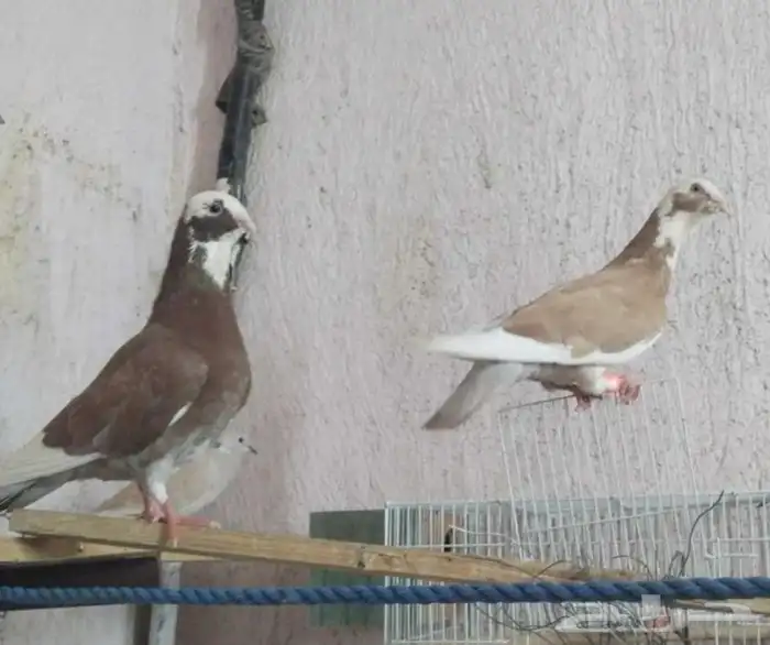 زوج حمام ضايع 0