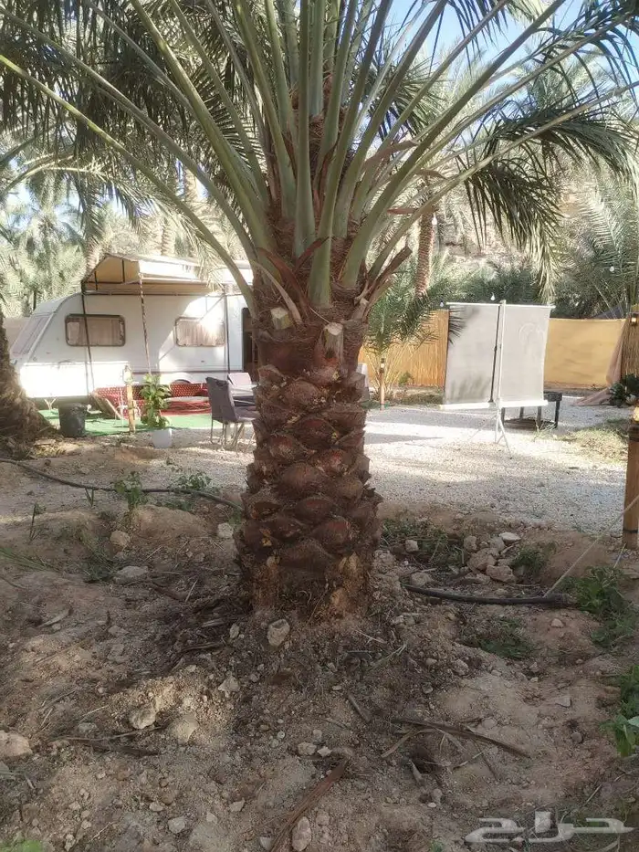 نخل نخيل خلاص برحي سكري شيشي مجدوله عجوه برني هلالي سلاطين 2