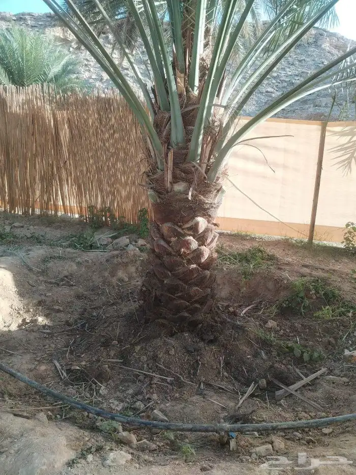 نخل نخيل خلاص برحي سكري شيشي مجدوله عجوه برني هلالي سلاطين 0