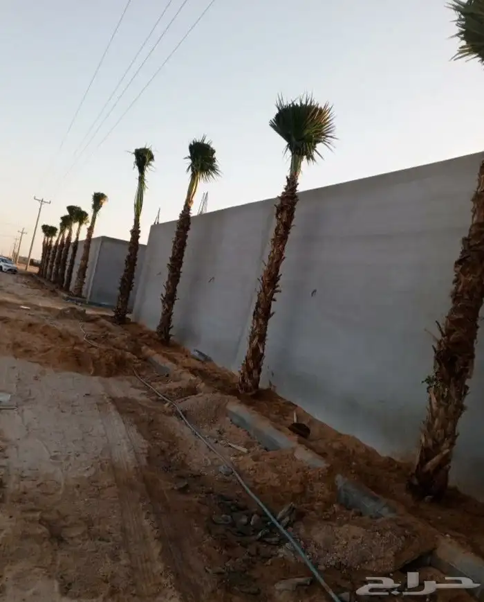 نخل وشنطني زينه 3