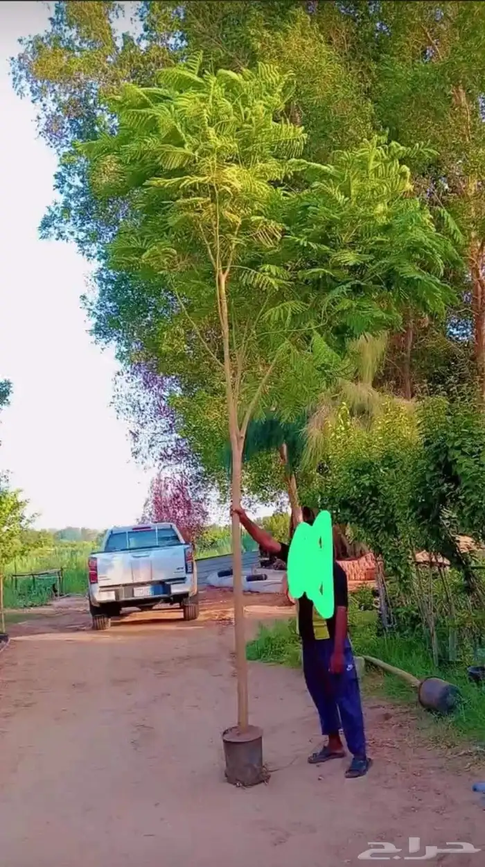 مشتل الجموم شتلات بنسيان و يسمين هندي جميع انواع شجرت الجملة 7