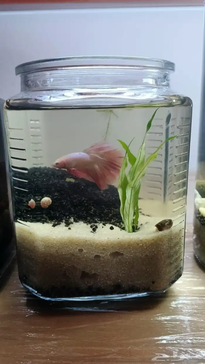 احواض سمك مكتبيه 9