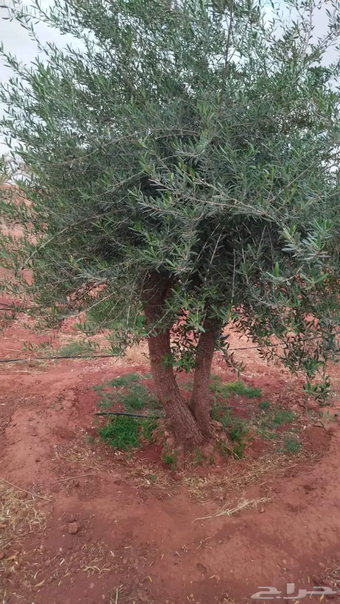 شجر الزيتون المعمر 5