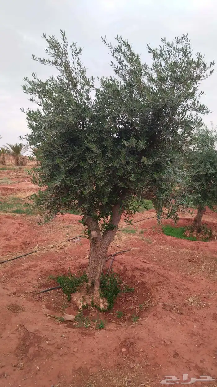شجر الزيتون المعمر 4