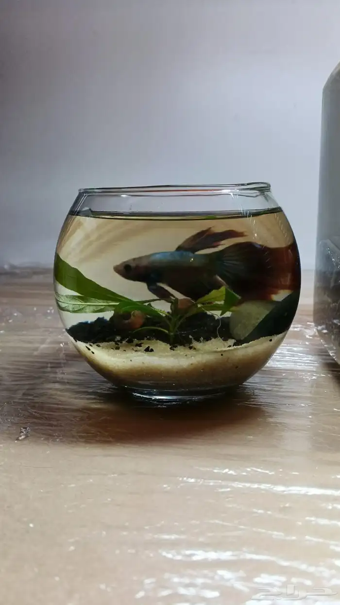 احواض سمك مكتبيه 7