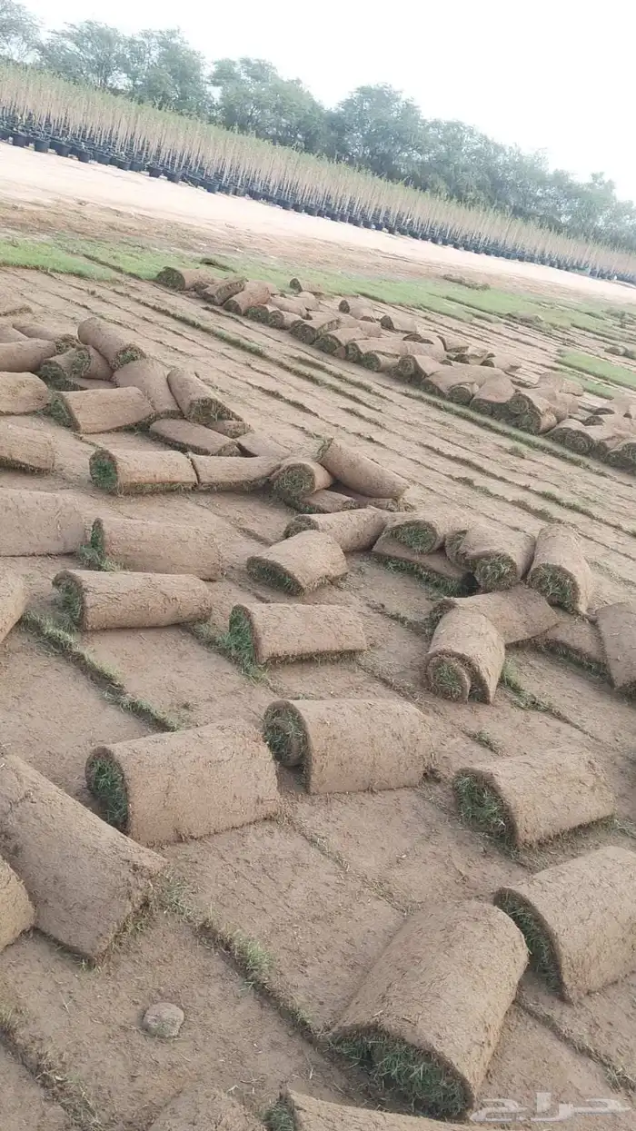 نجيل طبيعي 9