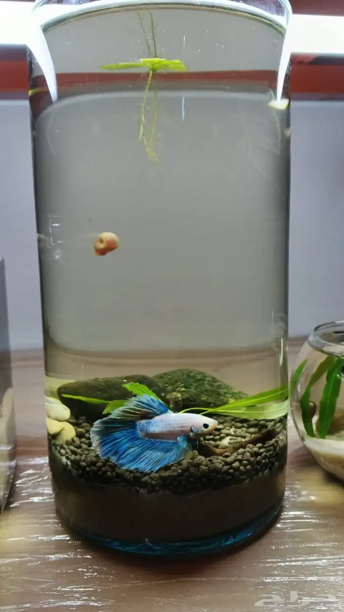 احواض سمك مكتبيه 1