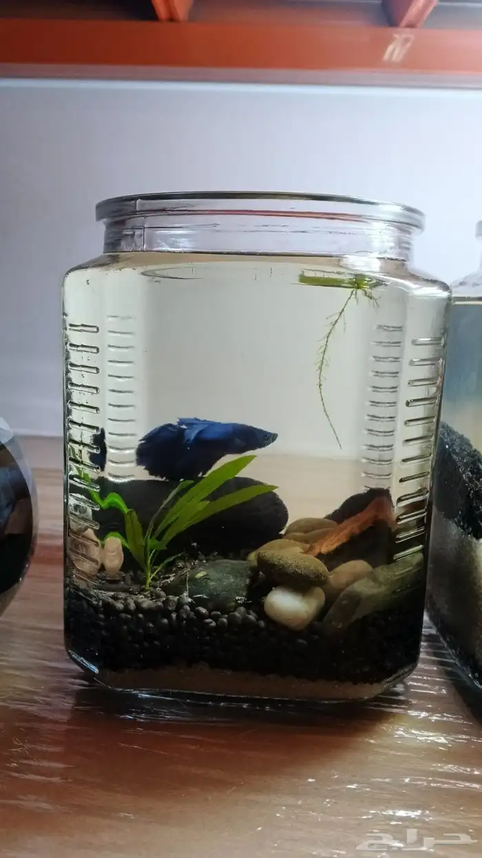 احواض سمك مكتبيه 8