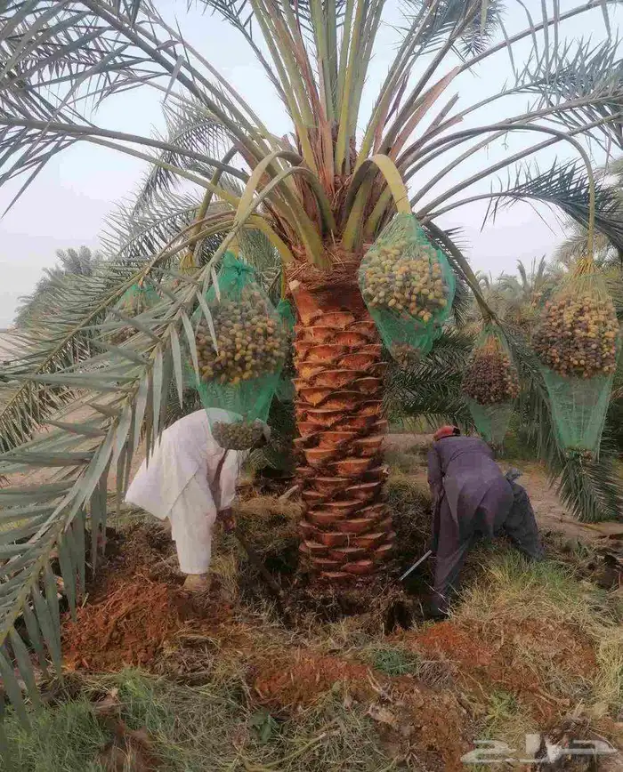 نخل مثمر للبيع جثايث نقايل فسائل خلاص برحي سكري شيشي هلالي 2